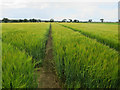 Footpath from North Walsham in NR28 0DX