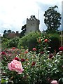 Great Tower at Greys Court, viewed over roses in RG9 4QH