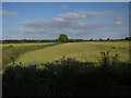 Wheat field by The Lane in CB22 7AD