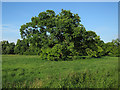 Tree near Little Shelford in CB22 5EU