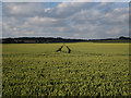 Wheat field by Stapleford in CB22 5BJ