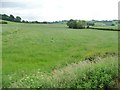 Unmown meadow, west of Little Cwm in SY21 9EF
