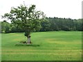 Tree in a meadow, north of Tan yr Hafod in SY21 9EU