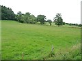 Trees along a field boundary, east of Cyfronydd Station in SY21 9EU