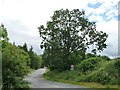 Tree at the junction of Station Road and Roman Road in CA16 6HT
