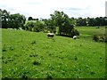 Sheep pasture above [north of] Moresby Tarn in CA16 6JQ