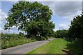 Ash trees beside a county road in OX15 6ER