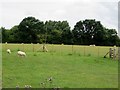 Sheep at pasture near Mawdesley in L40 3TG