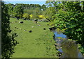 Cattle next to the Gogar Burn in EH12 9BZ