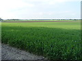 Wheat in a field on Eyton Moor in TF6 6EY