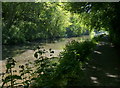Tree lined towpath of the Union Canal in EH28 8AD