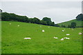 Sheep near Gaerstones Farm in SY6 7AE