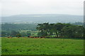 Cows below Hazler Hill in SY6 7EX