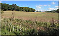 Field near Maythorn Farm, Brockhampton in HR1 4TQ