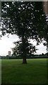 Tree on Silver Jubilee Park in NW9 7PD