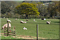 West Somerset : Grassy Field & Sheep in TA24 7TB