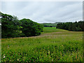 Overgrown field by the West Highland Way in G63 9RG