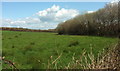 Field by Trewyn Road in EX22 6HZ