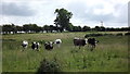 Curious cattle at Holywell Farm in LE6 0PG
