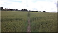 Footpath through the wheat in LE6 0QA