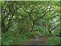 Former slate quarry beside the River Teifi in Llangoedmor