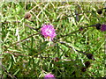 Thistles in CH49 7NF