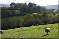 Wootton Courtenay : Grassy Field & Sheep in TA24 8RA