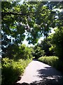 Throop: footpath M15 under beech leaves in BH8 0AE