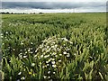 Cornfields west of Blyborough in DN21 4HB