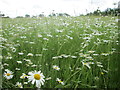 Field of flowers in EN9 2EA
