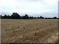 Field of Stubble at Laughton Common in S25 1YP