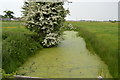 A eutrophic drainage ditch in TN29 9PU