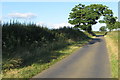 Trees on the road to Casemore Farm in MK18 4DP