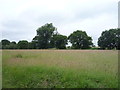 Grassland off Barrowford Road (A6068) in BB12 9BY