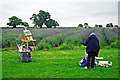 Painting the lavender fields in BA3 5UU