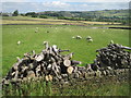 Logs and sheep beside Moorside Lane in BD22 9QW