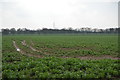 Crops by Harcamlow Way in CB25 9JG