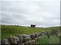 Grazing, Long Causeway Side in Cliviger with Worsthorne Ward