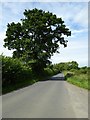 Oak tree beside the road in GL56 9DY