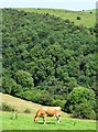 Cow grazing above The Manifold Valley in ST13 7TP