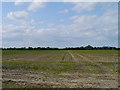 Agricultural Flatlands Near Wingfield in IP21 5QZ