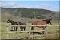 Horses above the Tamar Valley in PL18 9QJ