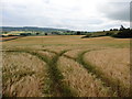 Field of barley near Court Barton Farm in EX15 2DX