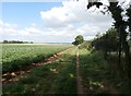 Bridleway and Crop Field in S25 4EQ
