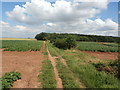 Bridle Path and Crop Fields near Swinston Hill Wood in S25 4EQ