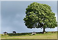 Tree and cows next to the Leeds and Liverpool Canal in PR6 8BL