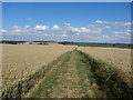 Wheat Field Between Letwell and Dinnington in S25 2PB