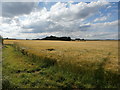 Fields and Coppice seen from Ley Lane in S25 2QG