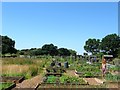 Allotments, Jolesfield Common in RH13 8FH