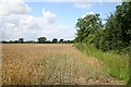 Wheat field near Wellingham in PE32 2TF
